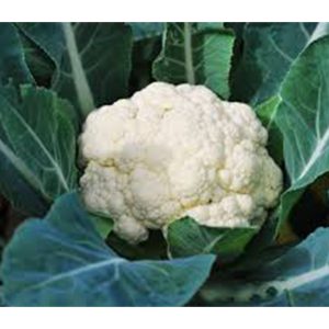 Cauliflower