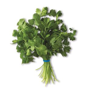Cilantro