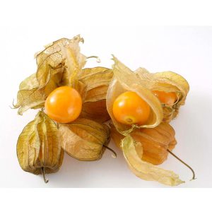 Ground Cherry
