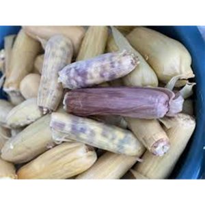 Hmong Corn