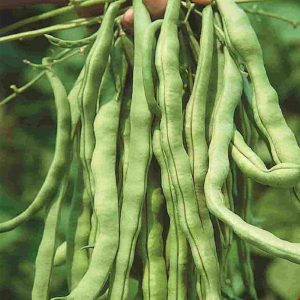 Hmong Pole Beans