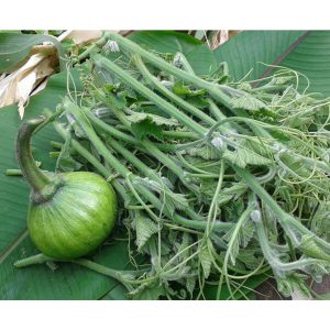 Hmong Pumpkin Leaf Tips