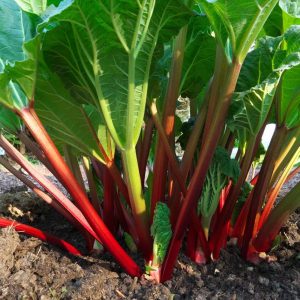 Rhubarb