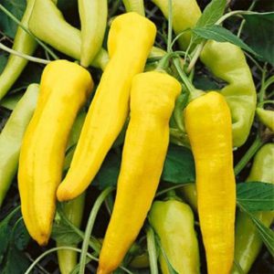 Sweet Banana Peppers